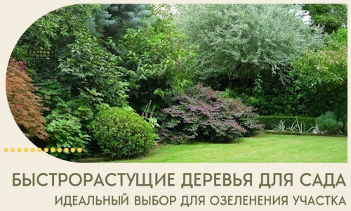 Быстрорастущие деревья для сада идеальный выбор в Морозовске