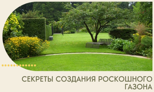 Секреты создания роскошного газона в Морозовске